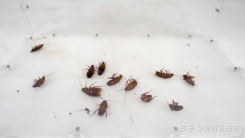 灭蟑螂视频,跟随视频学习高效灭蟑技巧