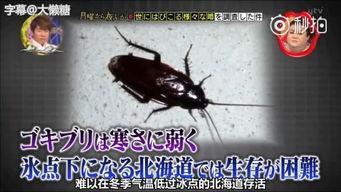 灭蟑螂视频,跟随视频学习高效灭蟑技巧