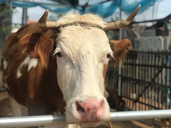 牛叫声视频,探寻乡村牧歌中的自然和谐