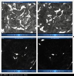 水波纹视频,视频中的流动诗篇