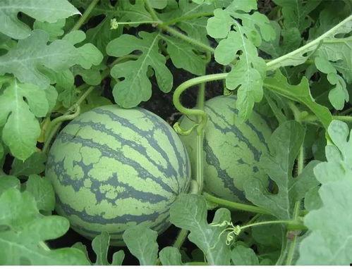 商丘本地吃瓜爆料,本地爆料一网打尽