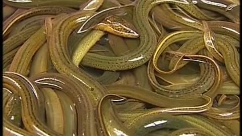 养黄鳝视频,从视频中学到的养殖技巧与经验