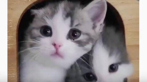 视频猫猫,视频中的可爱猫猫瞬间