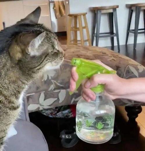 视频猫猫,视频中的可爱猫猫瞬间