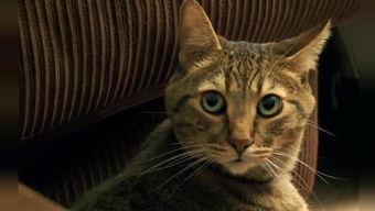 视频猫猫,视频中的可爱猫猫瞬间