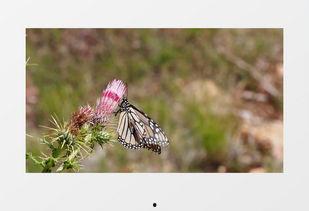 花蝴蝶视频,探寻自然之美，感受生命律动