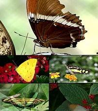 花蝴蝶视频,探寻自然之美，感受生命律动