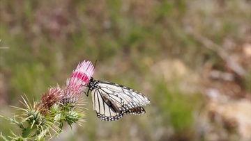 花蝴蝶视频,探寻自然之美，感受生命律动