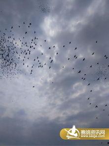 腾飞视频,探索科技前沿，引领视觉盛宴