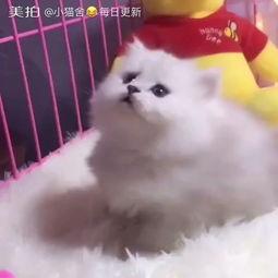 小花猫舞蹈视频