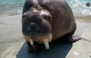 海象视频,探索海洋巨兽的奇妙世界