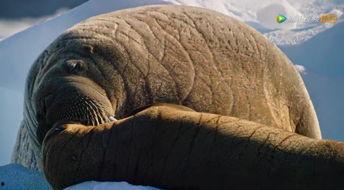 海象视频,探索海洋巨兽的奇妙世界