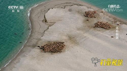 海象视频,探索海洋巨兽的奇妙世界