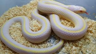 玩具蛇视频,趣味互动，亲子时光新选择