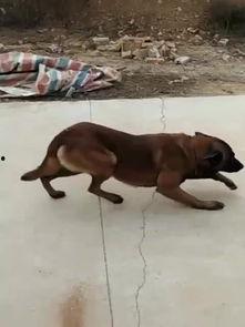 训练马犬视频,从入门到精通