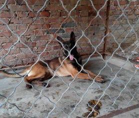 训练马犬视频,从入门到精通