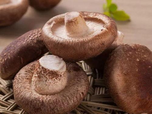 黑料吃瓜蘑菇视频网,带你走进网络八卦世界