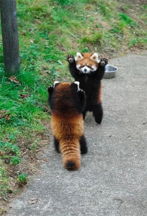 小熊猫的视频,小熊猫的趣味日常