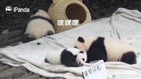 小熊猫的视频,小熊猫的趣味日常