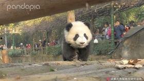 小熊猫的视频,小熊猫的趣味日常
