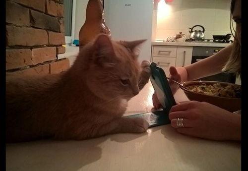 猫吃饭视频,猫咪吃饭瞬间捕捉